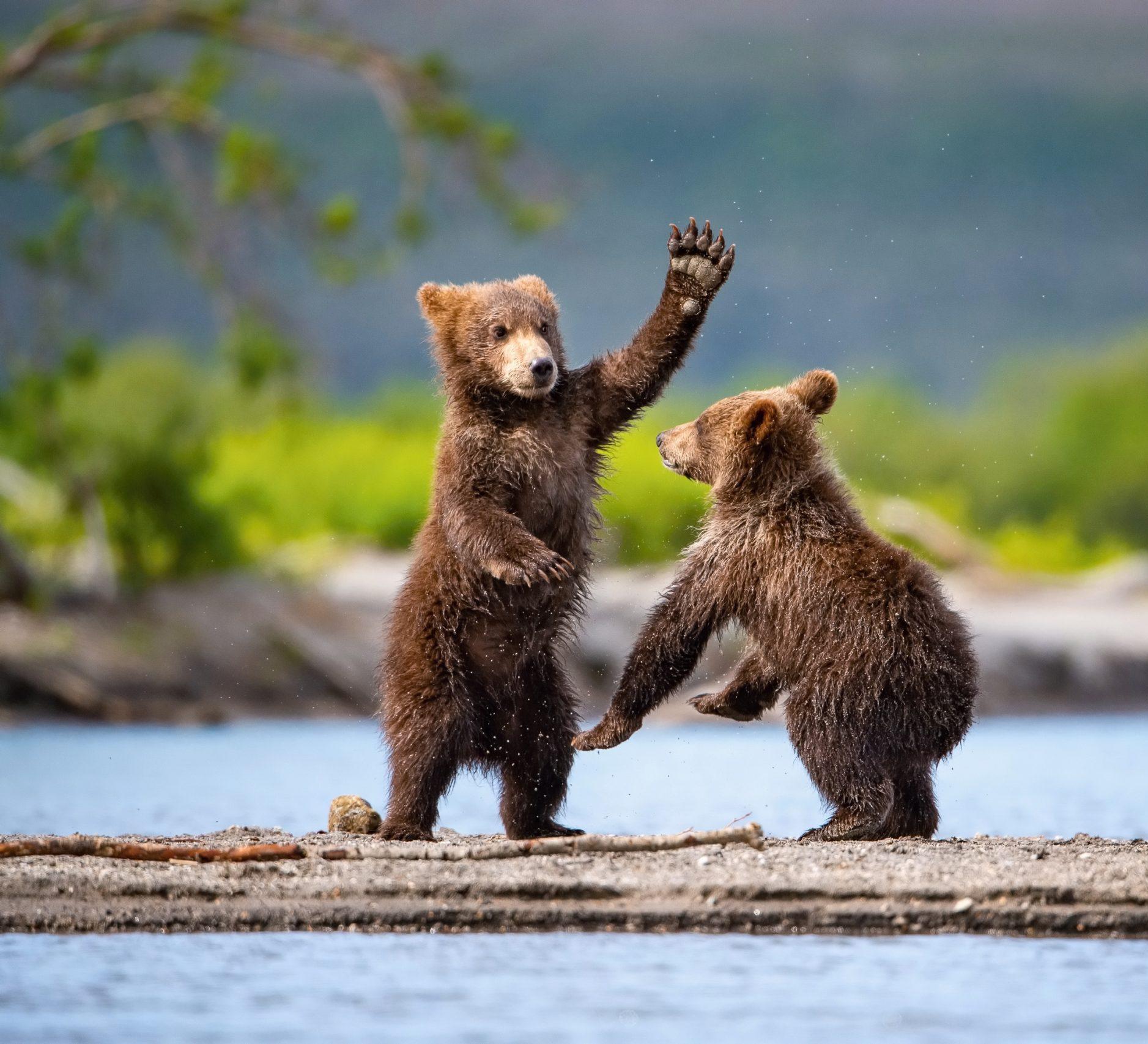 Playful bear cubs