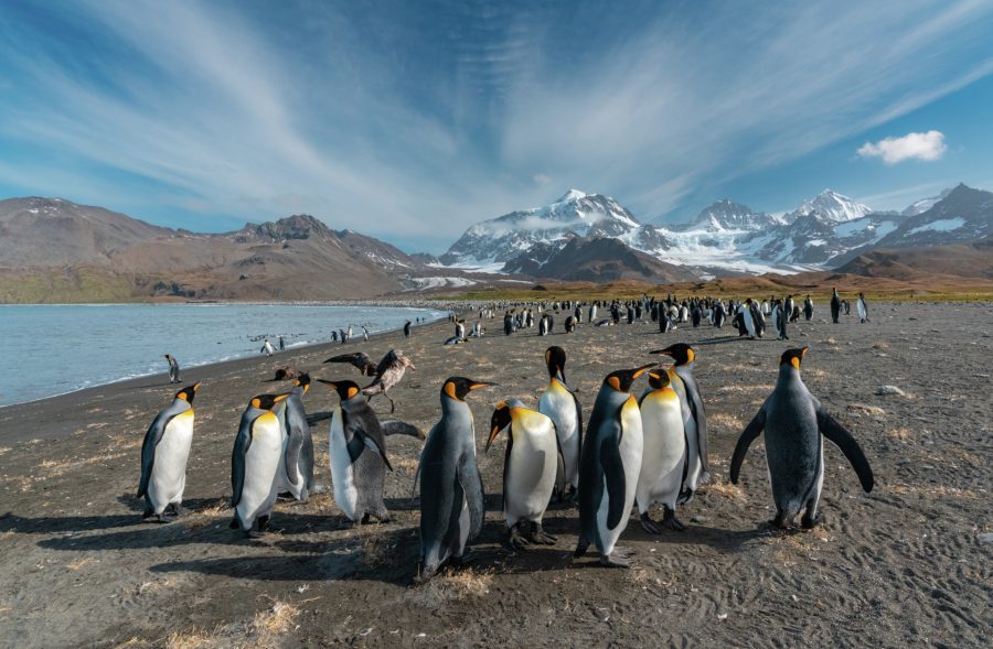 Penguins in South Georgia