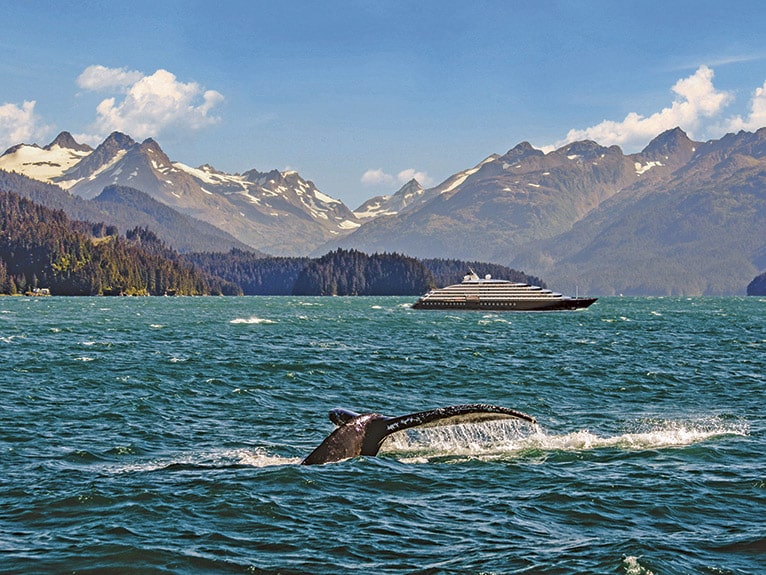 Humpback whale sighting