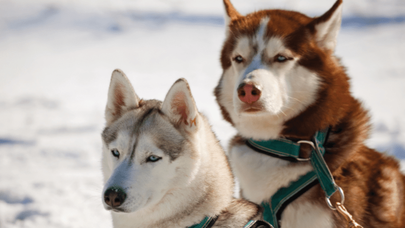 Alaska Husky