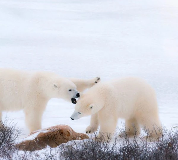 Beyond the Arctic Cruise on Scenic Eclipse - Save $8,000 per couple