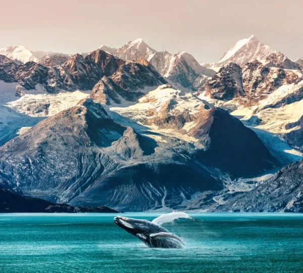 Whale in the Inside Passage 