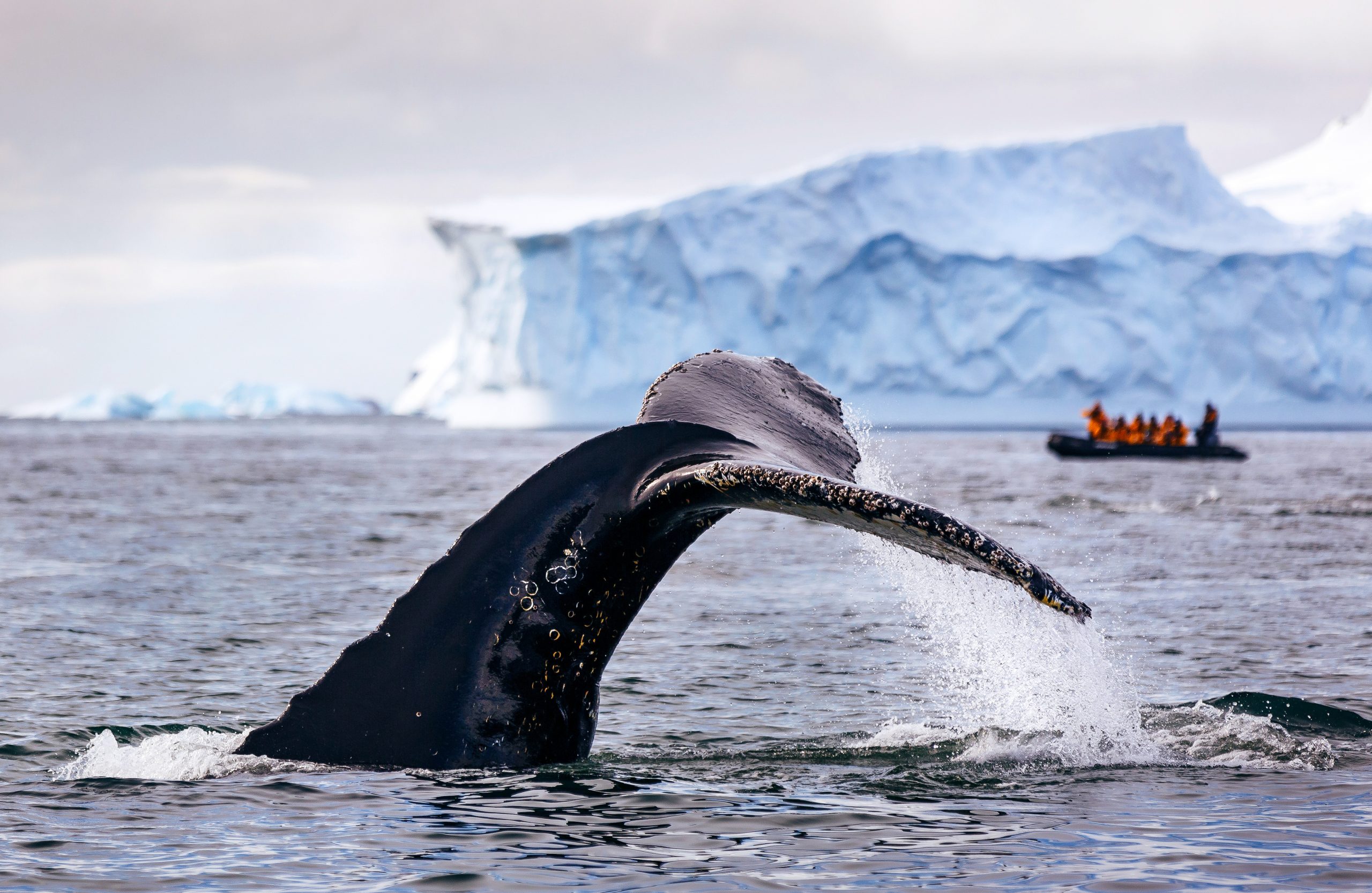 Whale tail in Antarctica