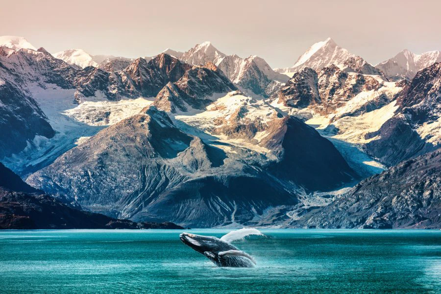 Alaska_whale_mountain_range