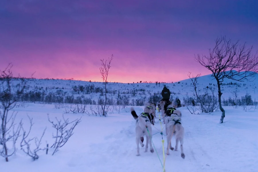 Husky sledding