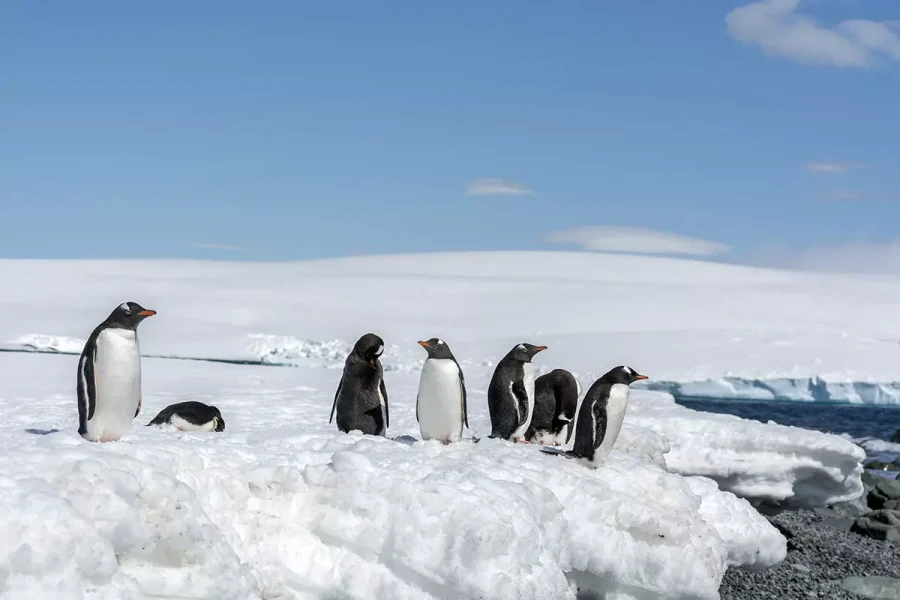 Gentoo Penguins