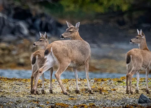 Alaska & British Columbia with Hurtigruten – Save $4,800 per couple*